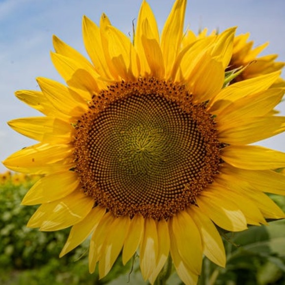 Fashion Addict - Picture 1 of 1